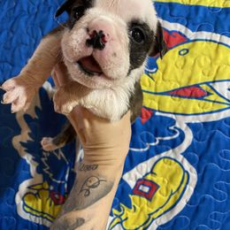 Bridgette - Fawn and white female Bulldog puppy in Topeka, Kansas from Midwest Monster Made Bulldogs