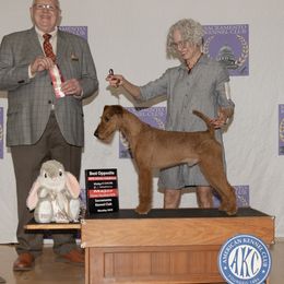 GCH CH Morrigan Takr The Long Way Home - Irish Terrier
