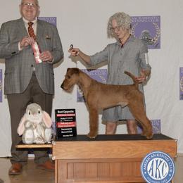 GCH CH Morrigan Takr The Long Way Home - Irish Terrier