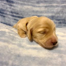 Loretta Lynn - Cream female Dachshund puppy in Waynesboro, Tennessee from Owl Hollow Farm Miniature Dachshunds