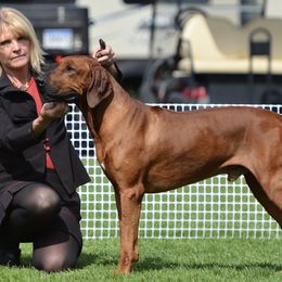Rhodesian Ridgebacks from Ukukhanya Ridgebacks