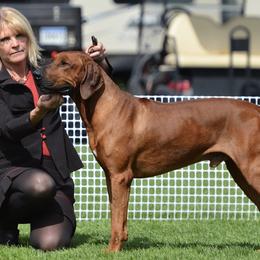 Rhodesian Ridgebacks from Ukukhanya Ridgebacks