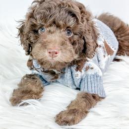 Samuel - Brown male Poodle puppy in Flint, Michigan from Anytime Doodles