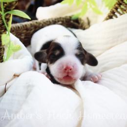Red - Chocolate and tan female Dachshund puppy in Allons, Tennessee from Amber's Flock Homestead