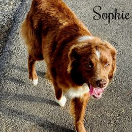 Sophie - Australian Shepherd
