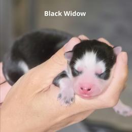 Black Widow - Black and white female Pomsky puppy in Fredericksburg, Virginia from Purely Pomskies