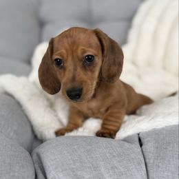 Gunther - Dapple male Dachshund puppy in Toledo, Illinois from Mountjoy Dachshunds