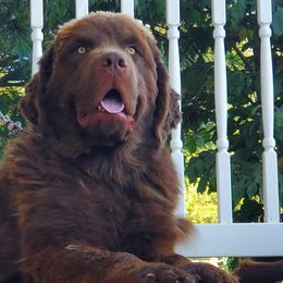 Newfoundland puppies from Najuananlo Newfoundlands