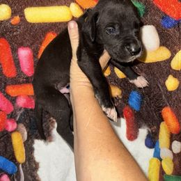 Chucky - Black and white male Great Dane puppy in Orange Grove, Texas from Shadow Veil Dane’s