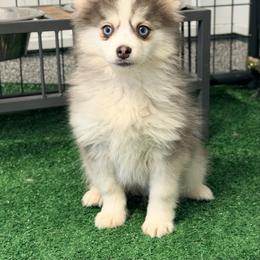 Orange - Black and white male Pomsky puppy in Centerville, Iowa from LJ Kennels Pomskies, LLC