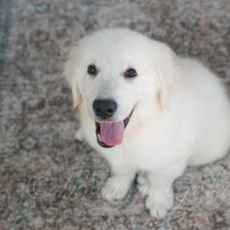 Mr. Star - Light golden male Golden Retriever puppy in Bedford, Indiana from Indiana Goldens