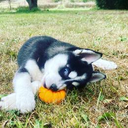 Pomsky Puppies from Periwinkle Pomskies