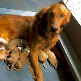 Golden Retriever Puppies from Mueller’s Furry Farm