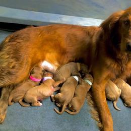 Golden Retriever Puppies from Mueller’s Furry Farm