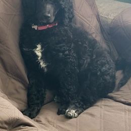 Poodle Puppies from A & A Pinedale Standard Poodles