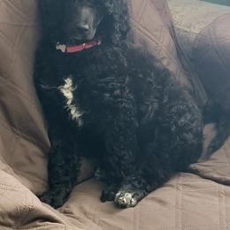 Poodle Puppies from A & A Pinedale Standard Poodles