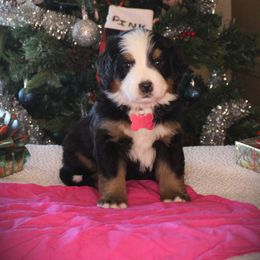 Bernese Mountain Dog and Golden Retriever Puppies from Colson Kennels