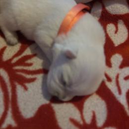 Rochelle - White male West Highland White Terrier puppy in Independence, Iowa from EClair's Havanese