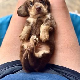 Owen - Chocolate and tan male Dachshund puppy in West Cleo, Oklahoma from 4L Doxies