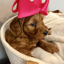 Birdo - Red  female Goldendoodle puppy in Dayton, Tennessee from MK Goldendoodles