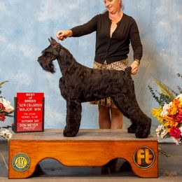 Lucifer  - Giant Schnauzer