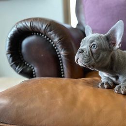 French Bulldog Puppies from Honey Bee Frenchies