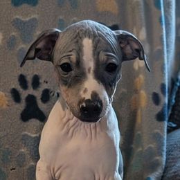 Star Fruit - Black tan and white male American Hairless Terrier puppy in Phoenix, Arizona from Bare Valley