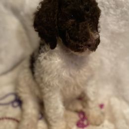 Goldendoodle Puppies from First Mountain Doodles