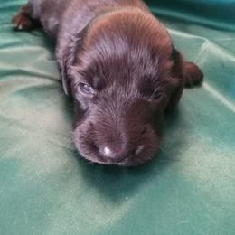 Ebony - Black female Dachshund puppy in Bigfork, Minnesota from Long Ears and Long Dogs Ranch