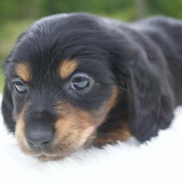 Clover - Black and tan female Dachshund puppy in Morrow, Ohio from Courtney’s Colorful Doxies