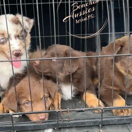 RTM -NBT - Red tri-color male Australian Shepherd puppy in Archie, Missouri from Beachin' Aussies