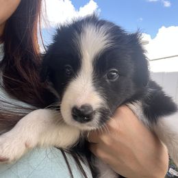 Purple Collar - Black and white female Border Collie puppy in Florida from DAKOZEN