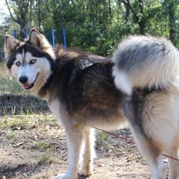 Maple - Siberian Husky