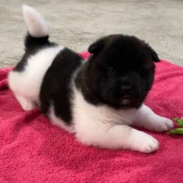 Girl 4 - Red female Akita puppy in Granville, Ohio from Hickory Ridge Akitas