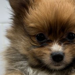 Pomeranians from Pom Fam