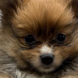 Pomeranians from Pom Fam