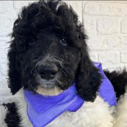 Goldendoodle and Poodle Puppies from Elizabeth Rocha's Doodles