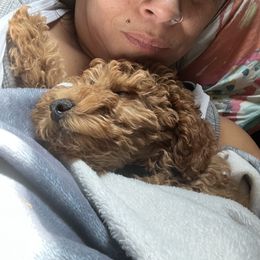 Goldendoodle Puppies from Ohio Valley Doodles