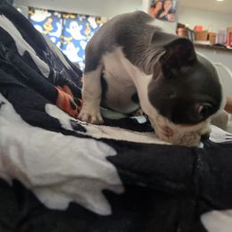 Boston Terrier Puppies from Aronow pups