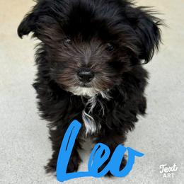 Leo - Black & white male Maltipoo puppy in Newville, Pennsylvania from Wonderfully Made Poodles & Doodles