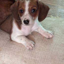 Ian - Piebald male Dachshund puppy in Aiken, South Carolina from State Eight Dachshunds
