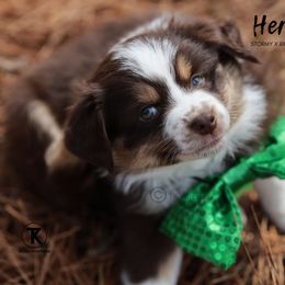 Australian Shepherd, Miniature American Shepherd, Miniature Australian Shepherd, and Toy Australian Shepherd Puppies from TK Standard, Mini, & Toy Aussies