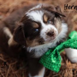 Australian Shepherd, Miniature American Shepherd, Miniature Australian Shepherd, and Toy Australian Shepherd Puppies from TK Standard, Mini, & Toy Aussies