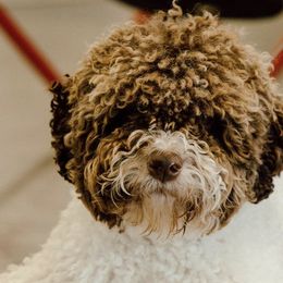 Orrie - Lagotto Romagnolo