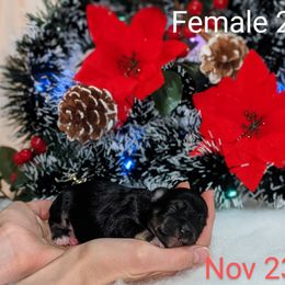 Miniature Schnauzer Puppies from Pawesome Pups
