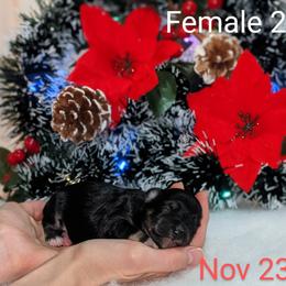 Miniature Schnauzer Puppies from Pawesome Pups