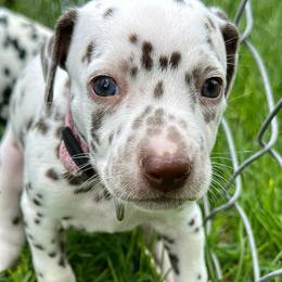 Lilly/ light pink girl - White and liver brown Dalmatian puppy in Pocatello, Idaho from High Caliber Dalmatians