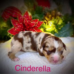 Cinderella - Red merle female Miniature Australian Shepherd puppy in Idalou, Texas from Lonesome Pine Mini Aussies