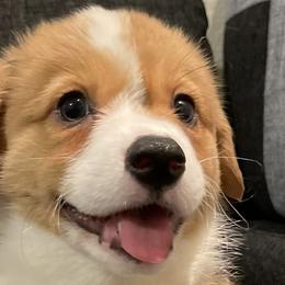 Brown Collar - Red Pembroke Welsh Corgi puppy in Tehachapi, California from Mighty Corgis