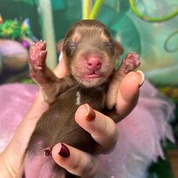 Buttercup - Chocolate and cream female Dachshund puppy in Mt. Sterling, Kentucky from Decadent Doxies of KY